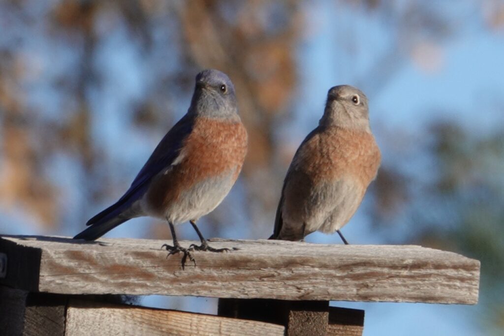 Western Bluebird