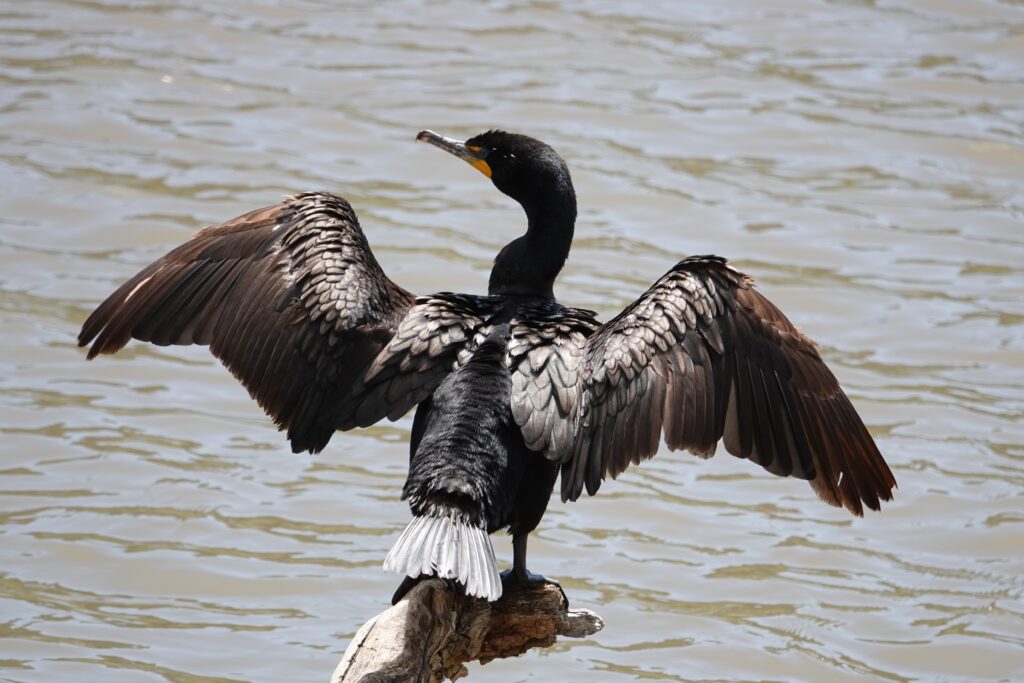 Double-Crested Cormorant